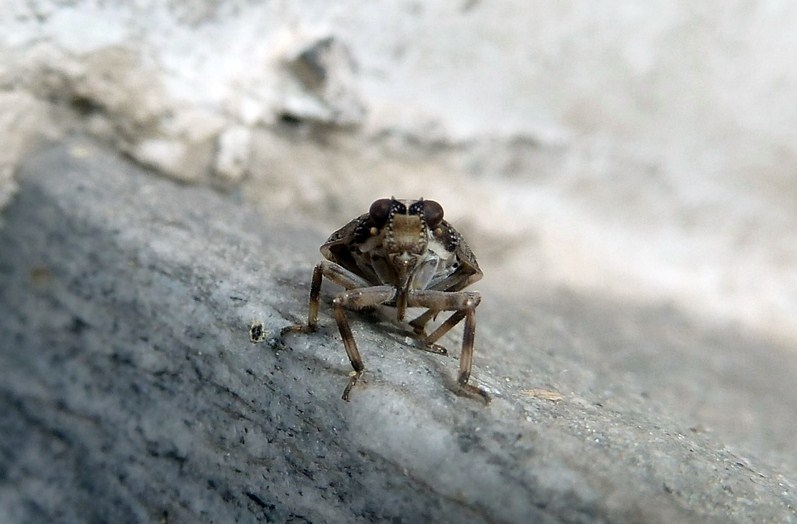 Da identificare - Issus cfr. coleoptratus.